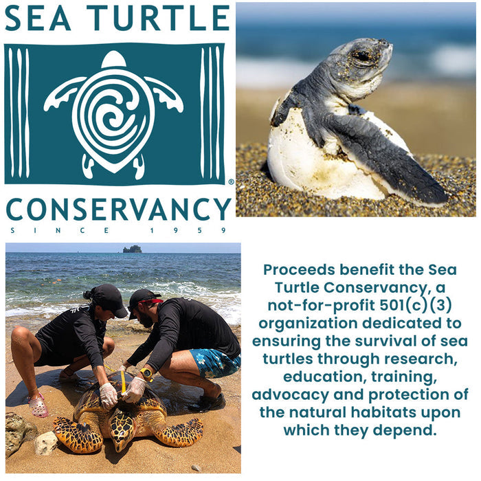 Hatchling - Sea Turtle