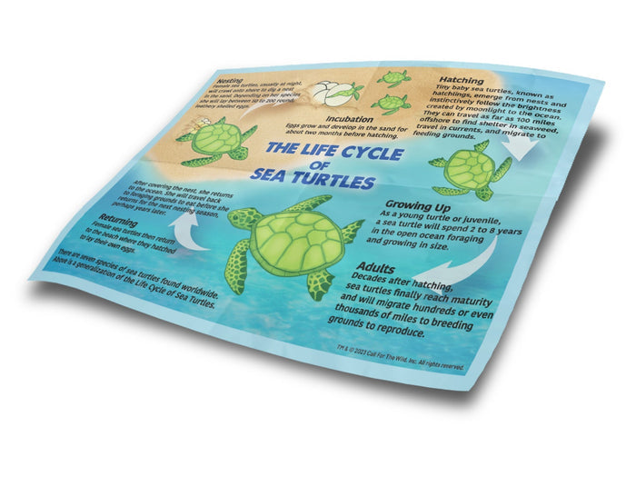 Hatchling - Sea Turtle