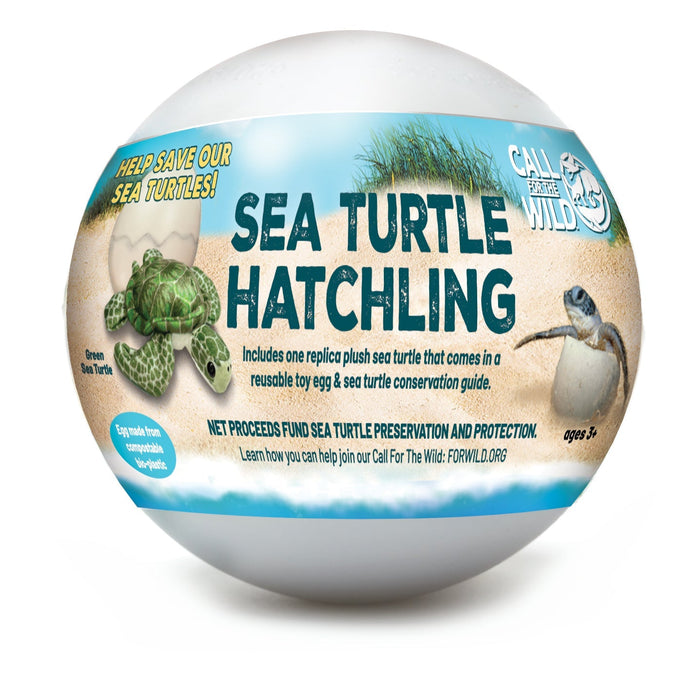 Hatchling - Sea Turtle